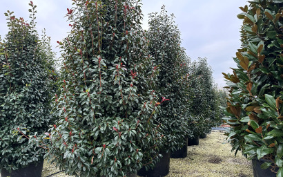 photinia fraseri red robin